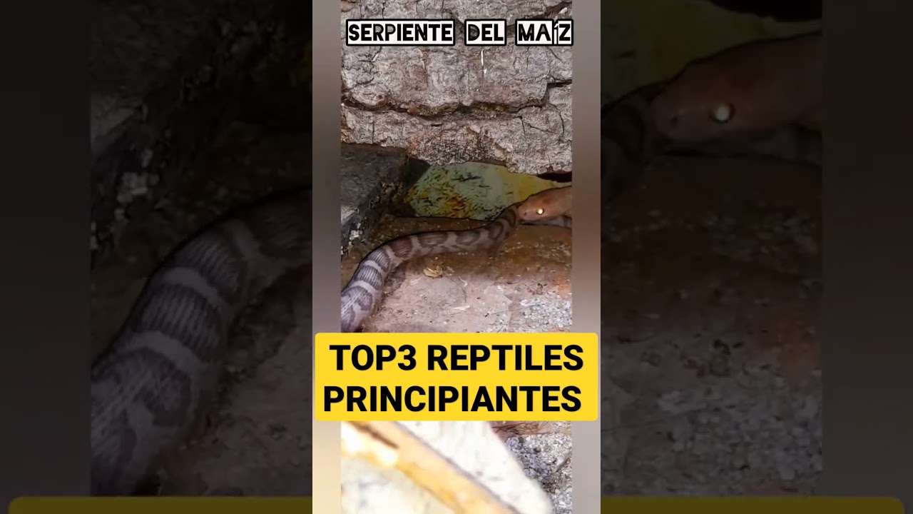 Los 3 MEJORES REPTILES para INICIARSE|