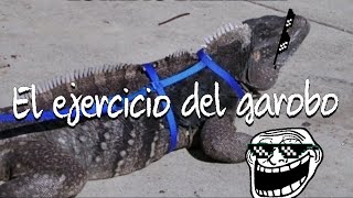 El Ejercicio Del Garobo...