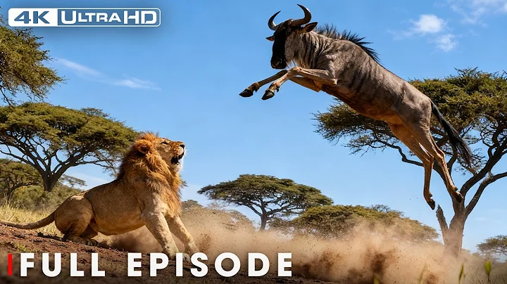 Greatest Fights In The Animal Kingdom |  When Lion Attack #natureanimaldocumentary