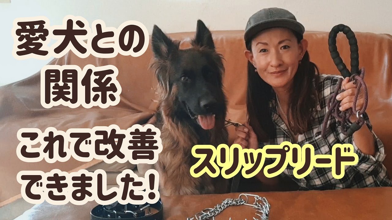 【ジャーマンシェパード】スリップリードで改善できた主従関係！道具を使うのもありです！