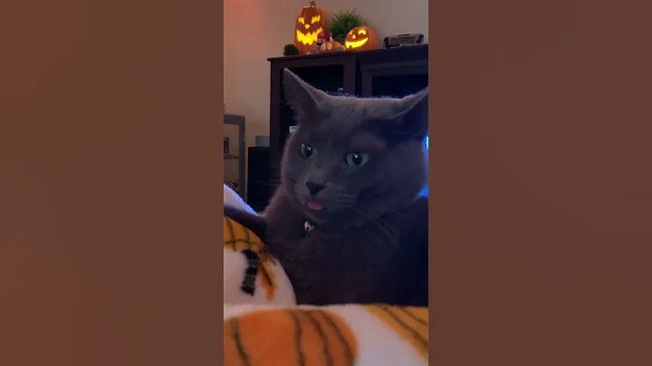 Video 3818621: russian blue cat meowing, cat meow animals