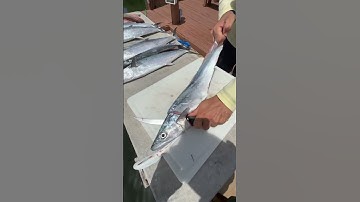 The FASTEST and EASIEST way to fillet a fish! #shorts