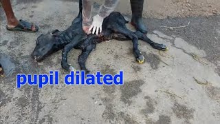 How Vet saved Dystcia Hypoxic calf by CPR  // Early NewBorn Calfcare to initiate Breathing