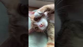 曬太陽被綁架(◐‿◑)