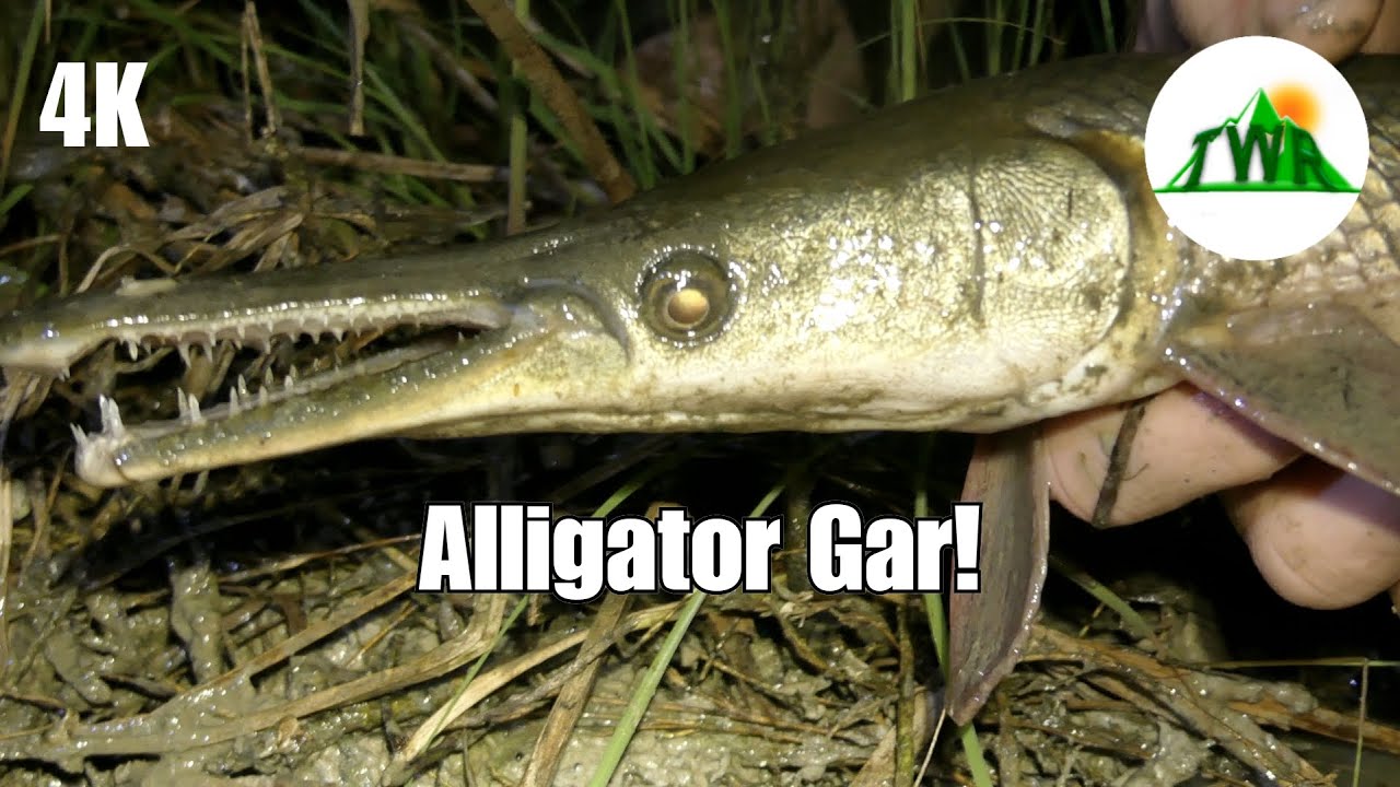 The Alligator Gar: Everything You Need To Know! (4K)