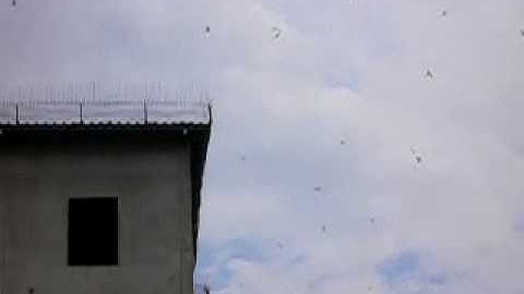 Swiftlets Responded with My Swiftlet Sound Improvment.MOV