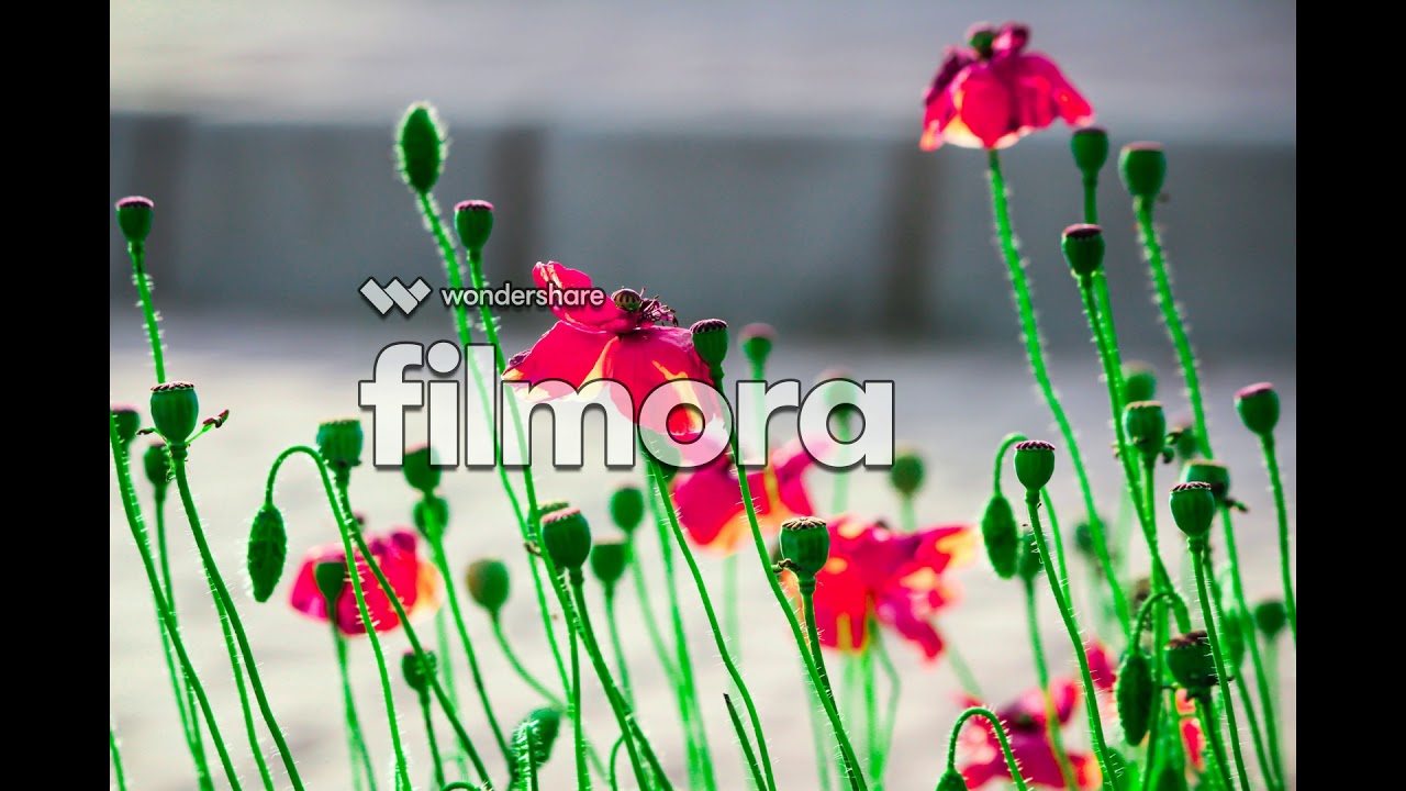 CANON 600D pics result