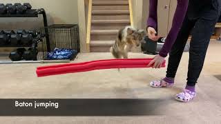 Pippen Intermediate Trick Dog  Do More With Your Dog