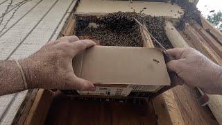 Bees Moved Into Shed Wall, Then This Happened...