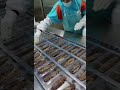 Packaged Sea Cucumber-thermoforming vacuum packing Shandong Inchoi Machinery
