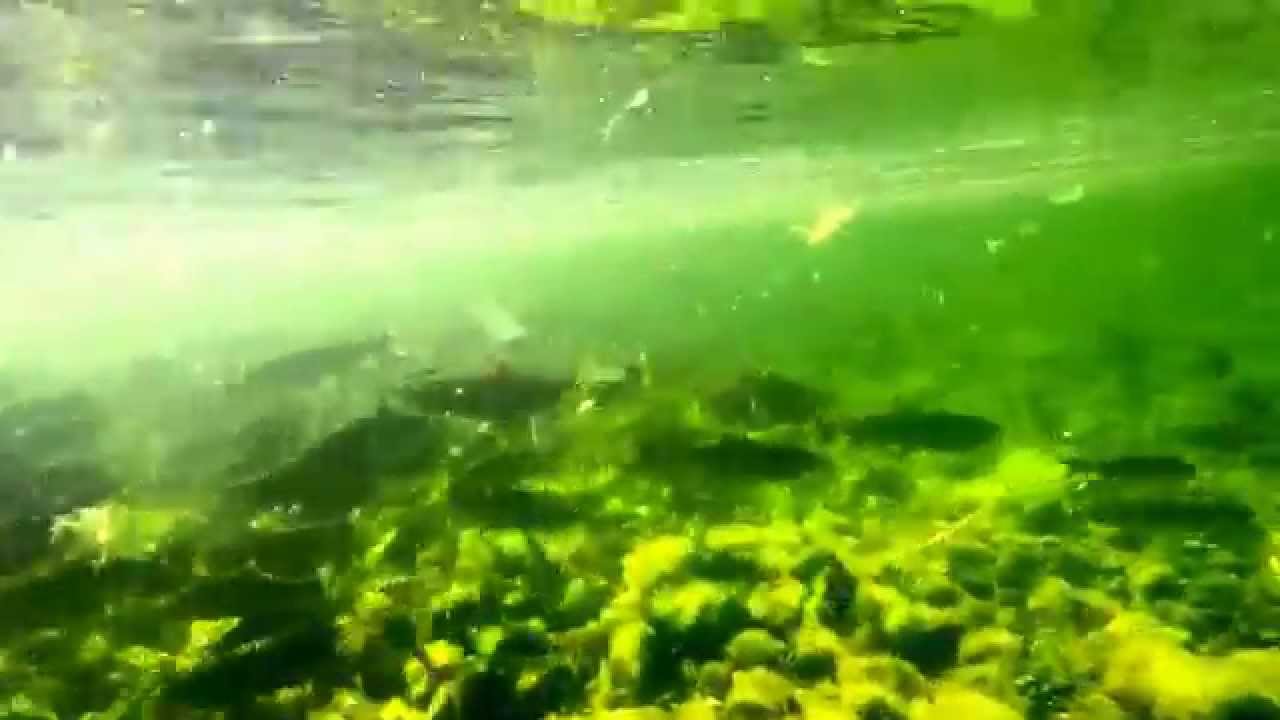 Yakutat lodge, Situk River! YouTube