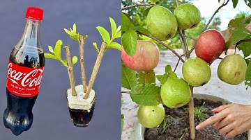 Amazing!  How to Propagation Guava Tree From Apple Fruit Using Coca Cola | Grafting Guava Tree