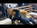 1時間ぶりに再会する友人を10年越しのテンションで迎える愛犬