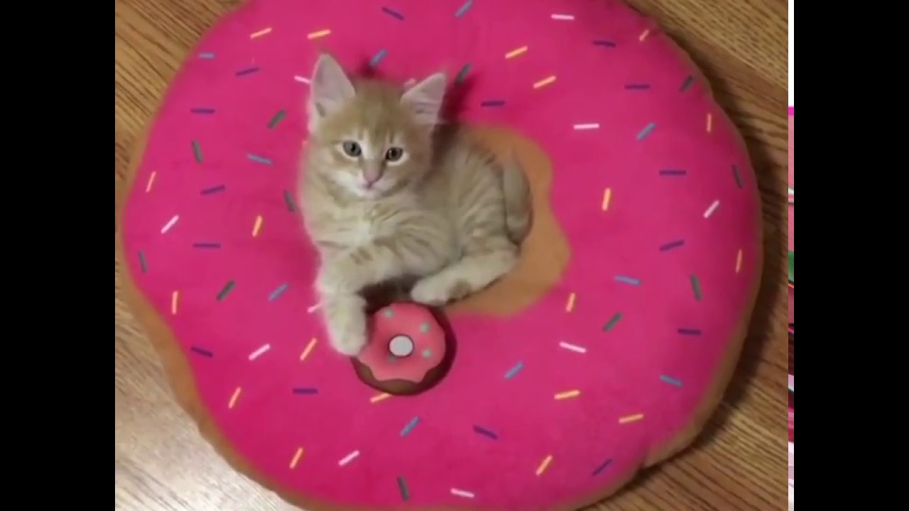 Stanley the kitten obsessed with donuts :) catalog