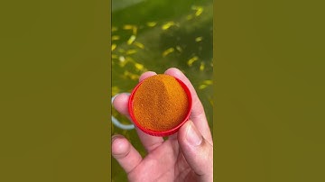 Sự khác biệt giữa “Artemia sấy khô” và “Artemia ấp nở”