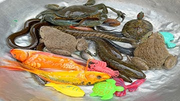 Kem Chanel lái công nông đi bắt cá chép, cá vàng, cá ba đuôi, con lươn, cá rô, cá hề, con ếch