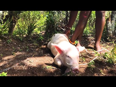 African village girl preparing pig for butcher