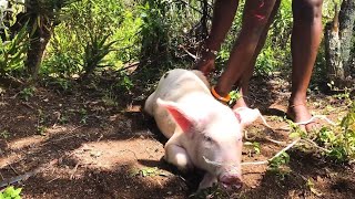 African village girl preparing pig for butcher