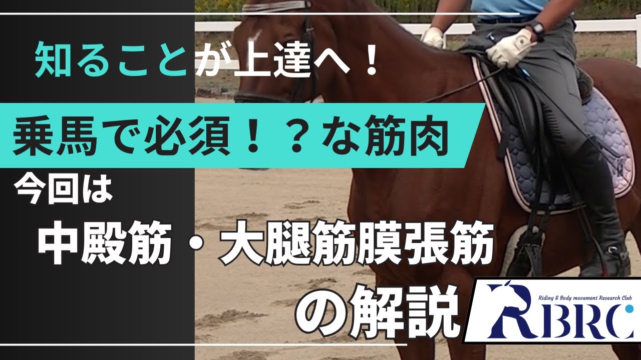 【乗馬・馬術】中殿筋と大腿筋膜張筋・乗馬で知っておきたい筋肉【北神戸乗馬クラブ】