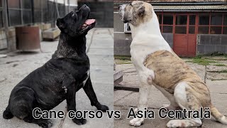 Asia Centrală vs Cane Corso / temperamentul celor două rase