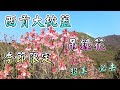 【季節限定】大枕蓋．吊鐘花｜超級嬌小美麗．桃紅小吊鐘｜每年只限1月2月盛放｜機會難逢｜