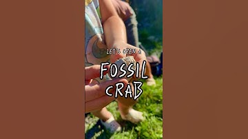 8MILLIONyear old fossil 🦀 #extinctspecies #fossils #rocks #shorts #beautiful #crab #nature