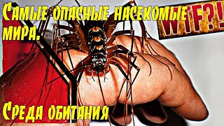 ТОП-5 Самых опасных насекомых мира. Среда обитания.