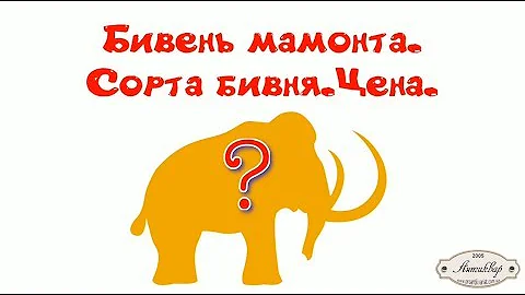 Бивень мамонта обзор. Продать бивень мамонта. Оценить бивень мамонта.