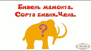 Бивень мамонта обзор. Продать бивень мамонта. Оценить бивень мамонта.