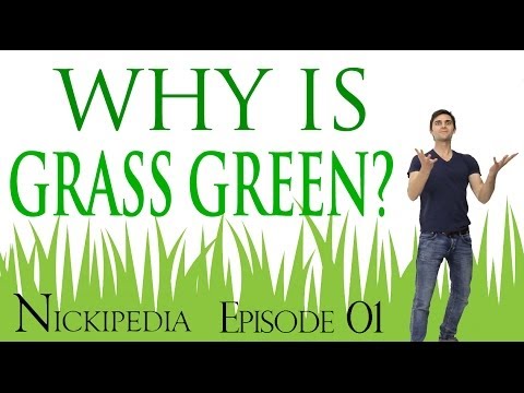 Video: Ar žolė buvo žalia?