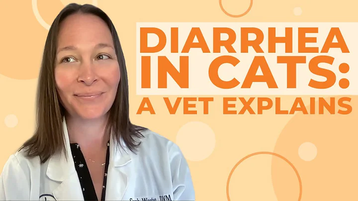 Diarrhea in Cats: Causes, Symptoms, & Treatment - DayDayNews