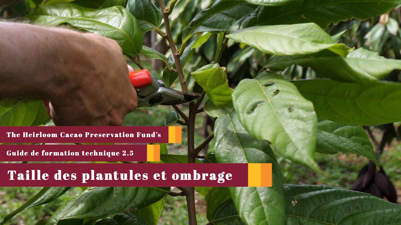 La parcelle 2.5 Taille des plantules et ombrage