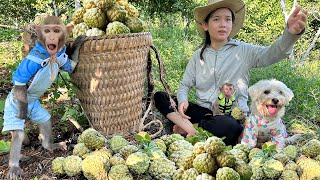 Mother Harvests Custard Apple And Bim Bim Takes Care Of Baby Monkey Obi