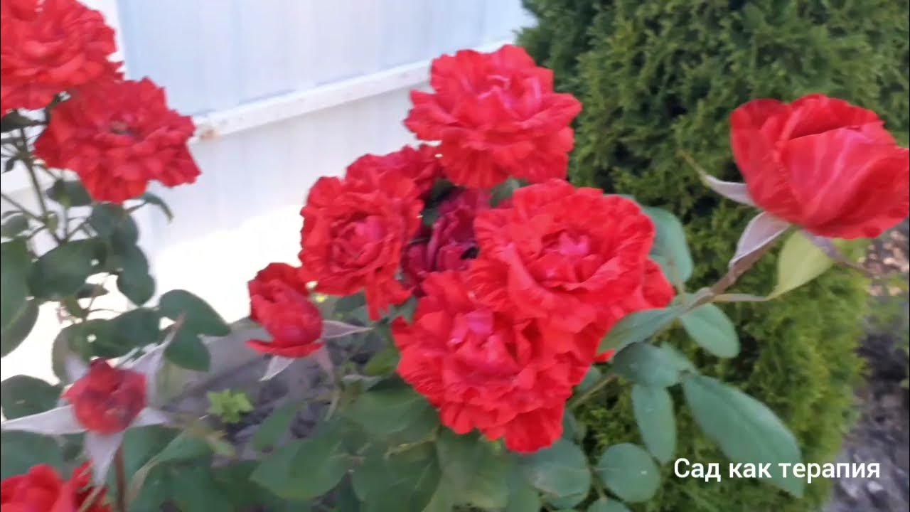 Красная роза сорта " Ред Интуишн ", " Red Intuition " rose. - YouTube