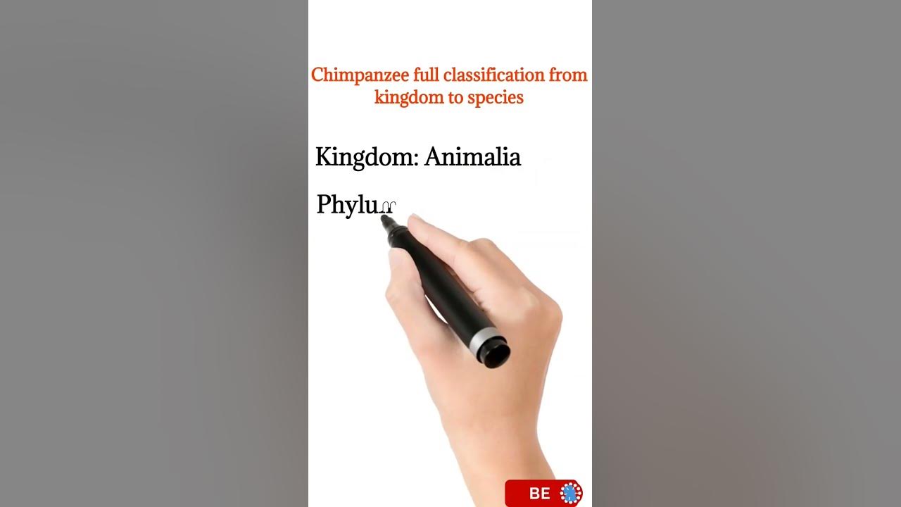 Chimpanzee full classification from kingdom to species | scientific