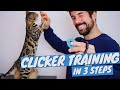 Clicker training for cats tutorial  how to clicker train cat in 3 steps