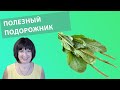 Полезный Подоржник. Практичные советы.
