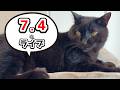 【猫の質問答えます!】猫好き集合ライブ!