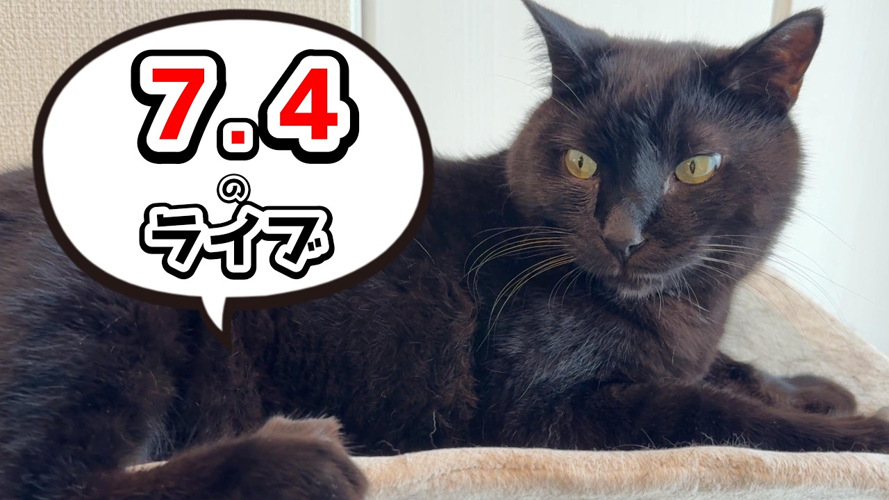 【猫の質問答えます!】猫好き集合ライブ!
