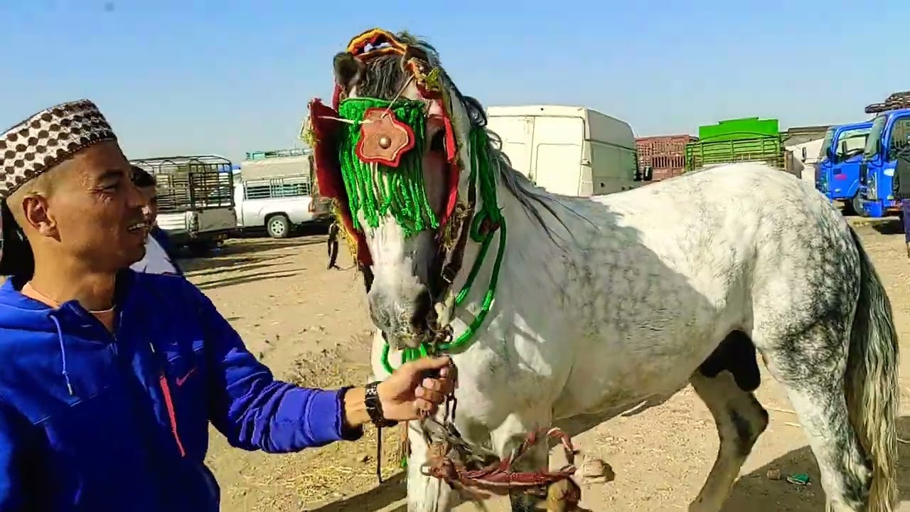 سوق الخيل في الجزائر جزء الثاني 19 اكتوبر2022كثرونا المشاركة ولجام خوتي
