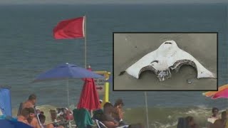Another shark sighting halts swimming at Long Island beaches
