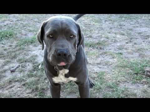 neo mastiff bandog