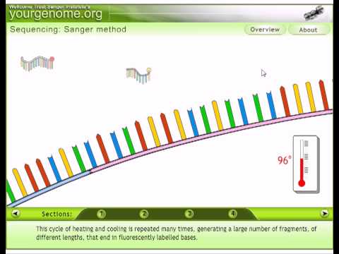 dna sequencing cartoon