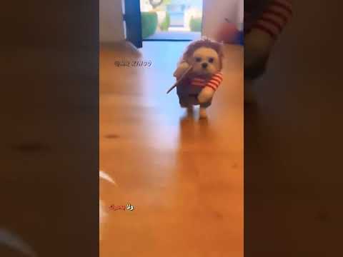 سوي حالك شرس أضحك  