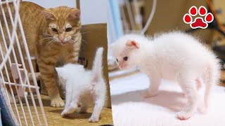 The rescued kitten that first met Miel gets scolded by him when it approaches him aggressively. by Miaou 27,198 views 5 months ago 10 minutes, 38 seconds