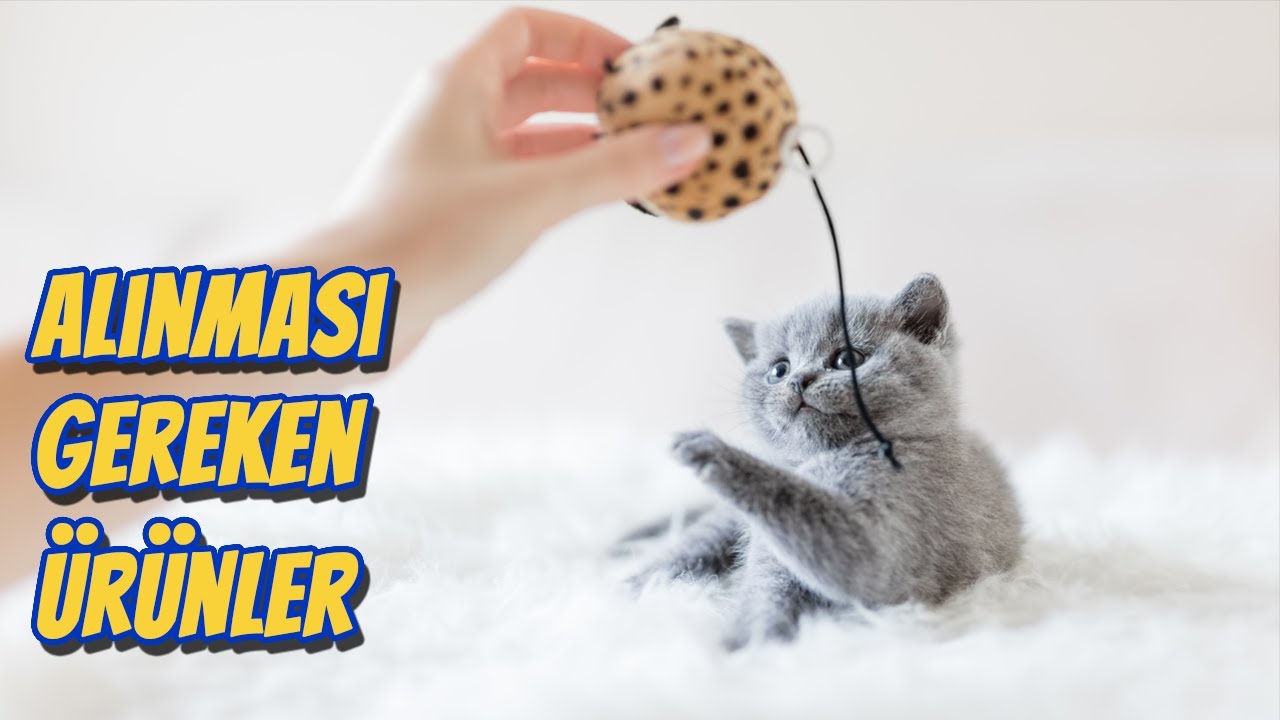 Kedi Beslemenin Aylik Masrafi Kedilerime Ne Kadar Masraf Ediyorum Youtube