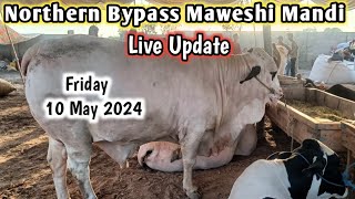 Northern Bypass Maweshi Mandi | Life Of Karachi | Karachi Cow Mandi 2024