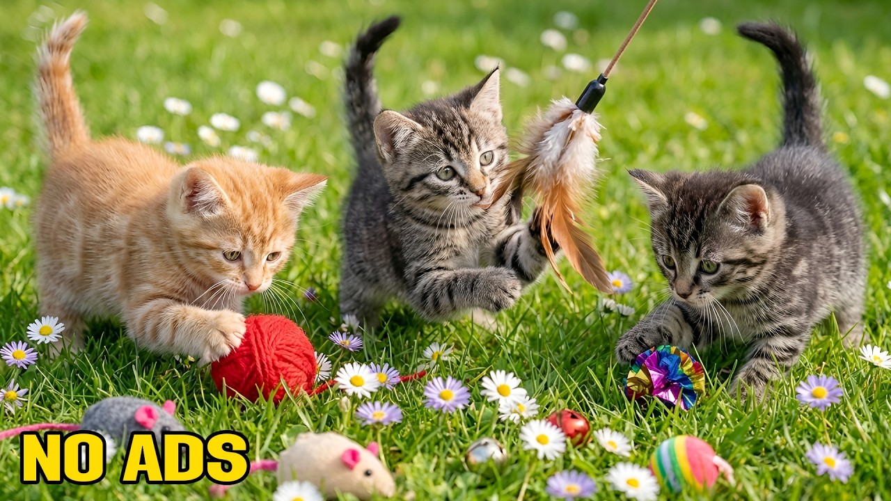 12 Hours Relaxing Music for Cats 💗 Deep Sleep & Home Alone Comfort 🐱 No Ads