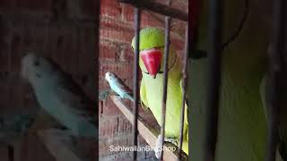 #Raw Parrot #Green Ringneck #For Sale #subscribe_my_youtube_chennel