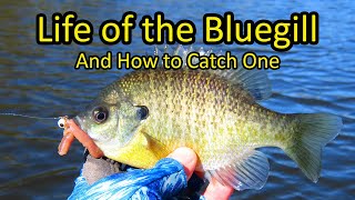 Life of the Bluegill and How to Catch a Bluegill